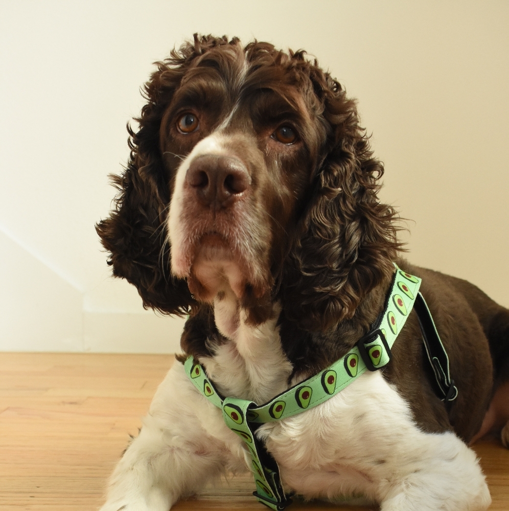 Lovocado Dog Harness